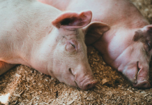猪价自5月中下旬起明显上涨 生猪养殖行业盈利不断改善